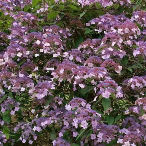 Гортензия шершавая Горячий Шоколад/Hydrangea aspera Hot Chocolat С3