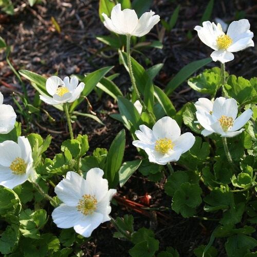 Анемона канадская/Anemone canadensis С3