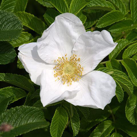 Роза Ругоза Альба/Rosa Rugosa Alba 40-60 С4