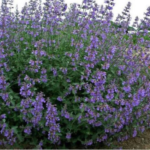 Котовник фассена Сикс Хиллс Гиант/Nepeta faassenii Six hill's giant С3