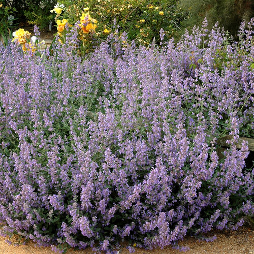 Котовник фассена Валкерс Лоу/Nepeta faassenii Walker's Low Р1,5