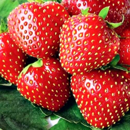 Земляника садовая Кимберли Р9