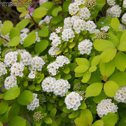 Спирея березолистная Тор Голд/Spiraea betulifolia Tor Gold 20-30 C7,5