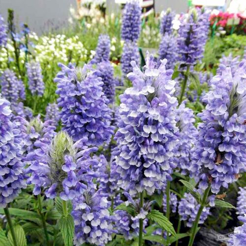 Котовник жилковатый Блю Мун/Nepeta nervosa Blue Moon Р1,5