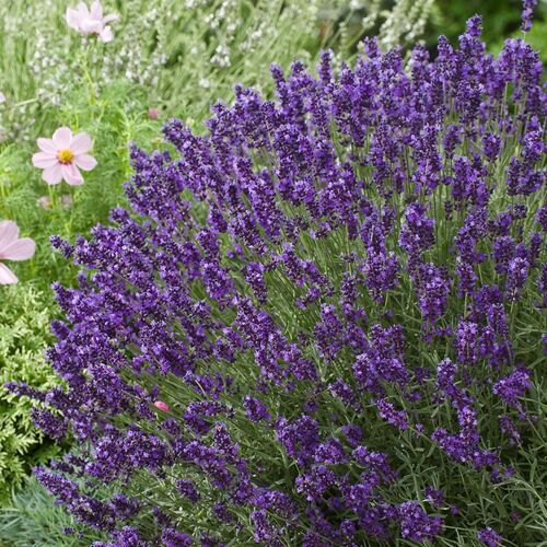 Лаванда узколистная Эрли Блу Сцент/Lavandula angustifolia Blu Scent Р1,5