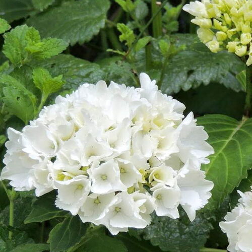 Гортензия крупнолистная Вуду/Hydrangea macrophylla Wudu С3