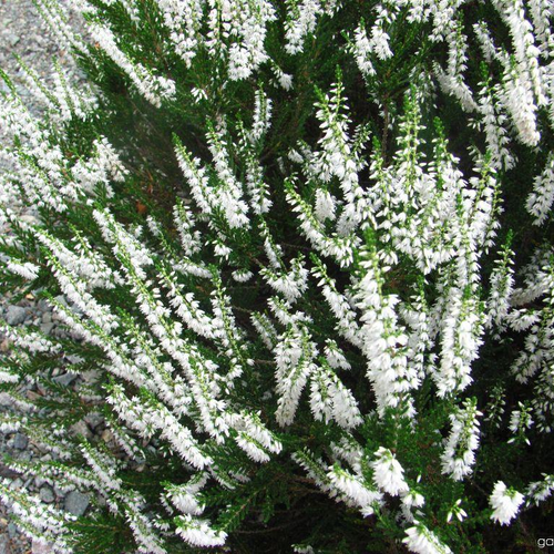 Вереск обыкновенный Альба Плена/Calluna vulgaris Alba Plena С3