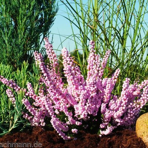 Вереск обыкновенный H.E. Beale/Calluna vulgaris H.E. Beale С3