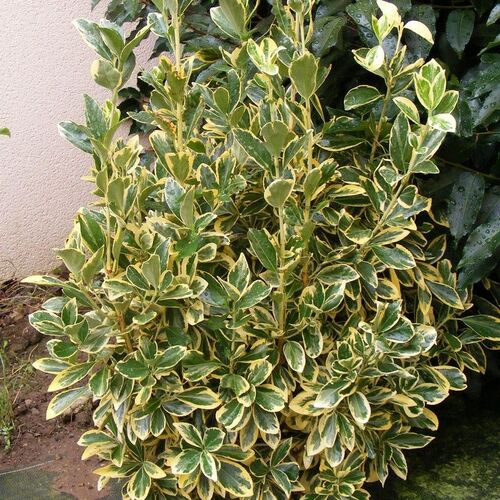 Бересклет японский Браво/Euonymus japonicus Bravo Р9