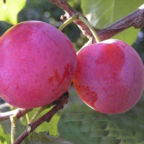 Слива Деликатная С6