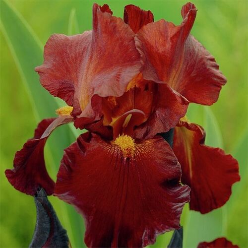 Ирис бородатый (германский) Султан Палас/Iris germanica Sultans Palace P 1,5