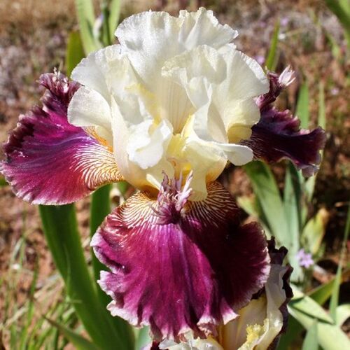 Ирис бородатый (германский) Флоранс Дейтон/Iris Germanica Florence Dayton Р 1,5
