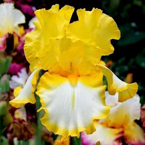 Ирис бородатый (германский) Фриндж оф Голд/Iris Germanica Fringe of Gold Р 1,5