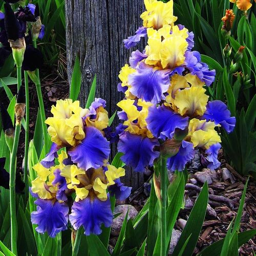 Ирис бородатый (германский) Эдит Уолфорд/Iris germanica Edith Wolford Р1,5