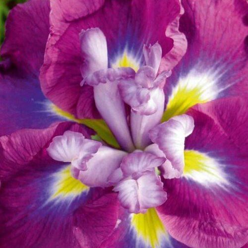 Ирис мечевидный Аугуст Эмперор /Iris ensata August Emperor Р1,5