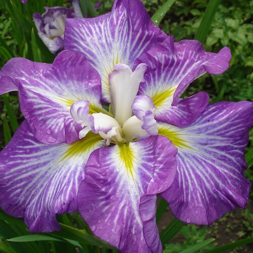 Ирис мечевидный Несса Но Мей /Iris ensata Nessa No Mai Р1,5