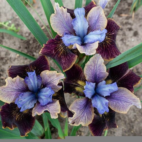 Ирис сибирский Блэк Джокер/Iris sibirica Black Joker Р1,5