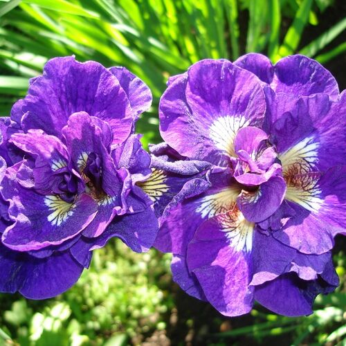 Ирис сибирский Кабум/Iris sibirica Kaboom Р1,5
