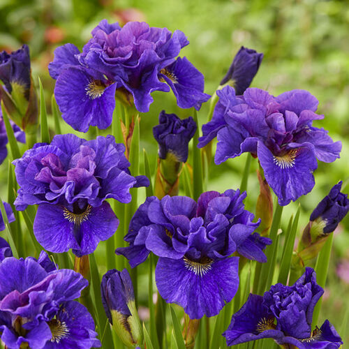 Ирис сибирский Конкорд Краш/Iris sibirica Concord Crush Р1,5