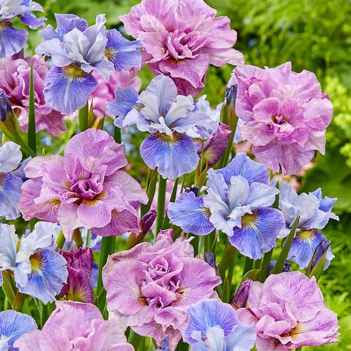 Ирис сибирский Микс Блю Энд Пинк Пикок Баттерфляй/Iris sibirica Mix Blue And Pink Peacock Butte Р1,5