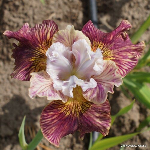 Ирис сибирский Пейнтед Вумен/Iris sibirica Painted Woman Р1,5