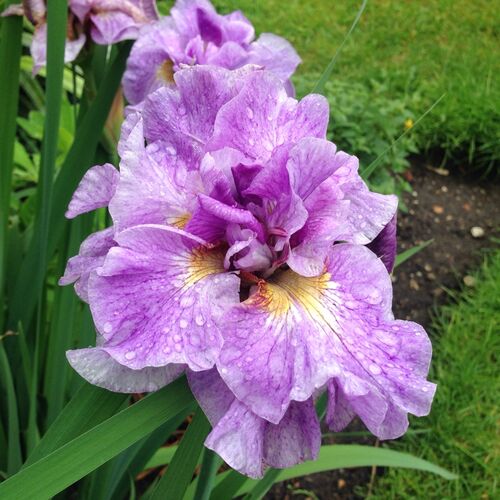 Ирис сибирский Пинк Парфейт/Iris sibirica Pink Parfait Р1,5