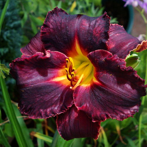 Лилейник гибридный Блэк Стокингс/Hemerocallis hybridа Black Stockings Р1,5