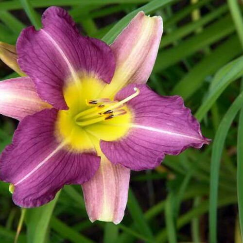 Лилейник гибридный Блю Шин/Hemerocallis hybridа Blue Sheen Р1,5