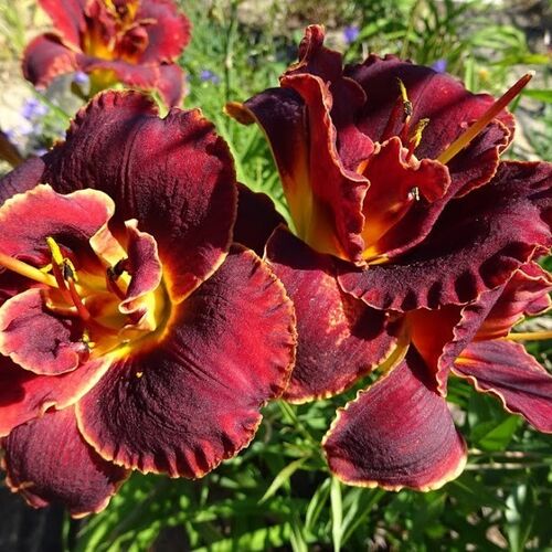 Лилейник гибридный Бургунди Лав/Hemerocallis hybridа Burgundy Love Р1,5