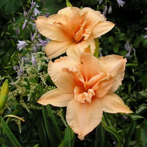 Лилейник гибридный Дабл Дрим/Hemerocallis hybridа Double Dream Р1,5