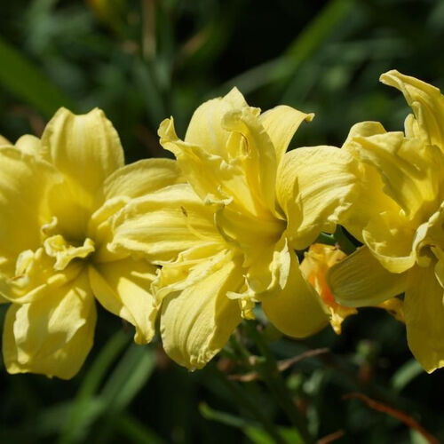 Лилейник гибридный Дабл Ривер Уай/Hemerocallis hybridа Double River Wye Р1,5