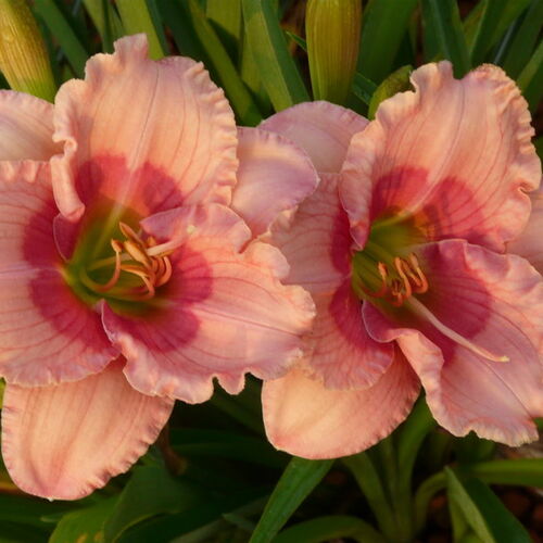 Лилейник гибридный Дженис Браун/Hemerocallis hybridа Janice Brown Р1,5