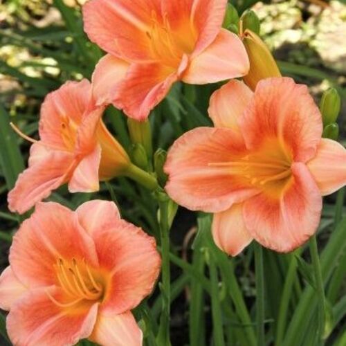Лилейник гибридный Лонгфилдс Чихуахуа/Hemerocalis hybrida Longfields Chihuahua Р1,5