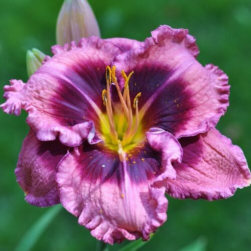Лилейник гибридный Макбет/Hemerocalis hybrida Macbeth Р1,5