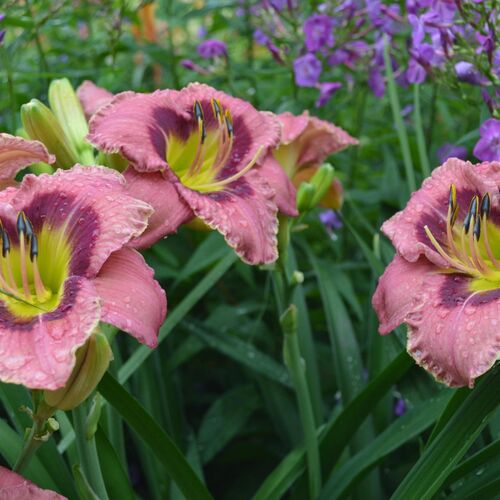 Лилейник гибридный Олвейз Афтенун/Hemerocallis hybrida Always Afternoon Р1,5
