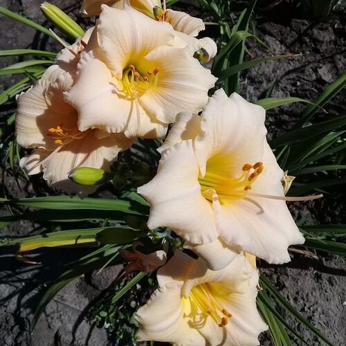 Лилейник гибридный Прекоушес Де Оро/Hemerocallis hybridа Precious D'oro Р1,5