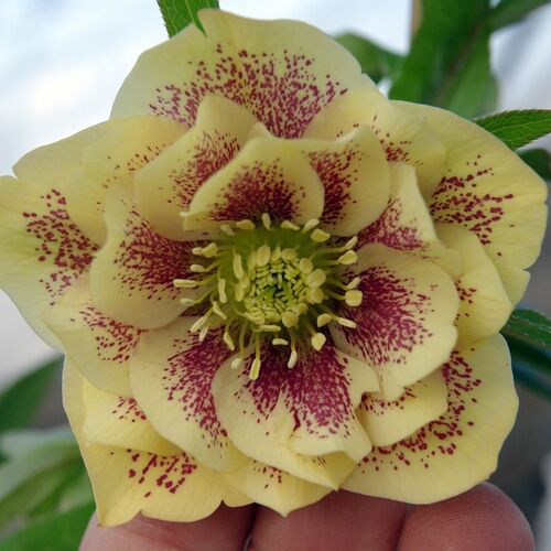 Морозник Дабл Эллен Йеллоу Споттед/Helléborus Double Ellen Yellow Spotted Р1,5