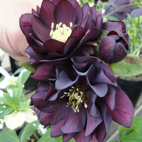 Морозник Дабл Эллен Пурпл/Helléborus Double Ellen Purple Р1,5