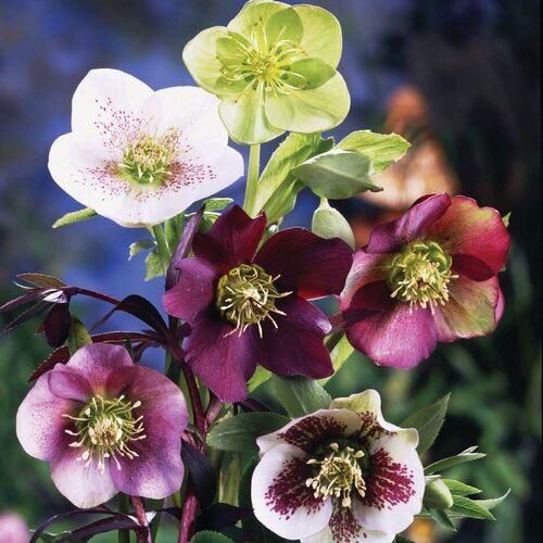 Морозник Ориенталис микс/Helléborus Orientalis Mix Р1,5