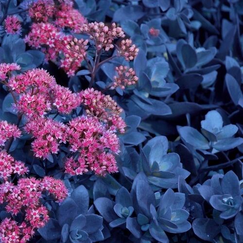 Очиток гибридный Блю Перл/Sedum hybridum Blue Pearl Р1,5