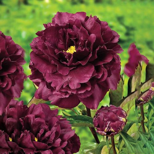 Пион молочноцветковый Блэк Бьюти/Paeonia lactiflora Black Beauty С3
