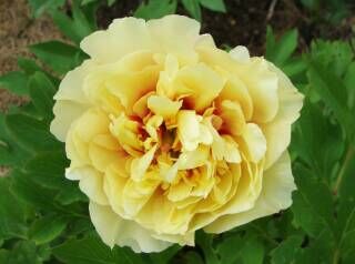Пион ИТО гибрид Гарден Треже/Paeonia Itoh-hybrid Garden Treasure С5