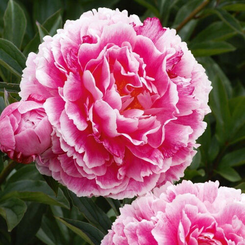 Пион молочноцветковый Кёнингин Вильгельмина/Paeonia lactiflora Koningin Wilhelmina С3