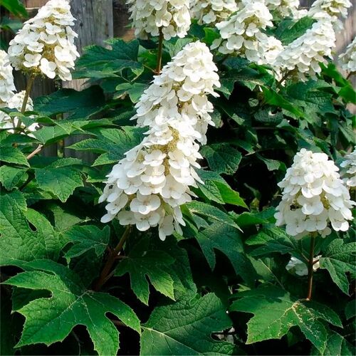 Гортензия дуболистная Айс Кристал/Hydrangea quercifolia Ice Crystal C3