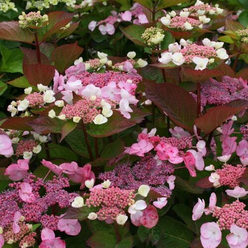Гортензия крупнолистная Дольче Джипси/Hydrangea macrophylla Dolce Gipsy С3