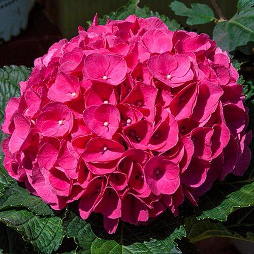 Гортензия крупнолистная Глоуинг Эмберс/Hydrangea macrophylla Glowing Embers С3