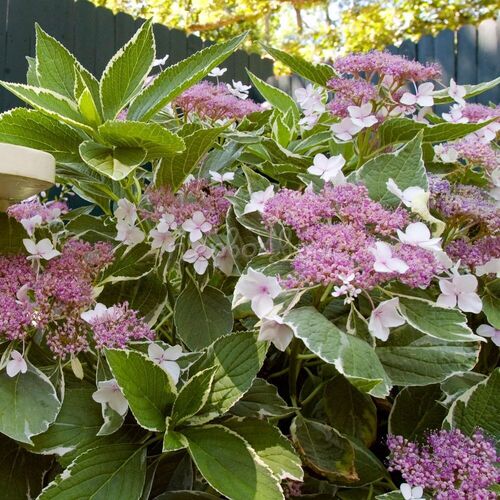 Гортензия крупнолистная Лайт-О-Дэй/Hydrangea macrophylla Light-O-Day С3