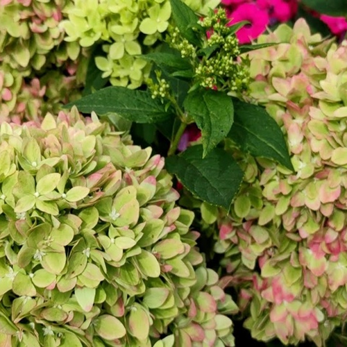 Гортензия метельчатая Би Грин/Hydrangea paniculata Bee Green С3