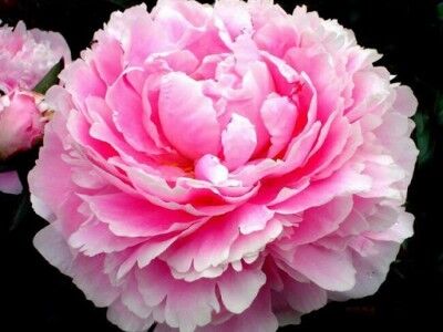 Пион молочноцветковый Форель/Paeonia lactiflora Forel С3