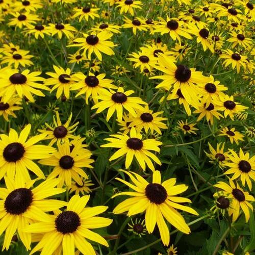 Рудбекия блестящая Сити Гарден/Rudbeckia fulgida City Garden P1.5
